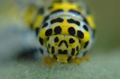 <i>Cucullia verbasci</i>