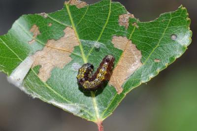 <i>Clostera pigra</i>