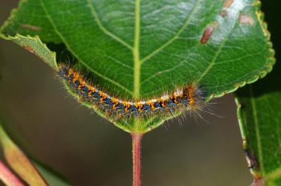 <i>Lasiocampa quercus</i>