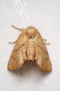 <i>Apoda limacodes</i>