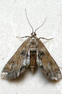 <i>Cataclysta lemnata</i>
