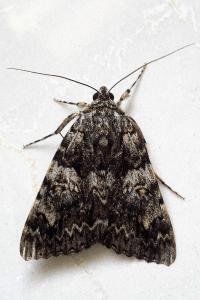 <i>Catocala promissa</i>