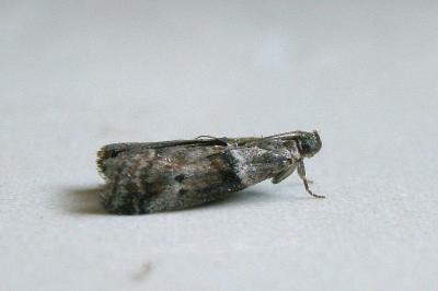 <i>Acrobasis consociella</i>