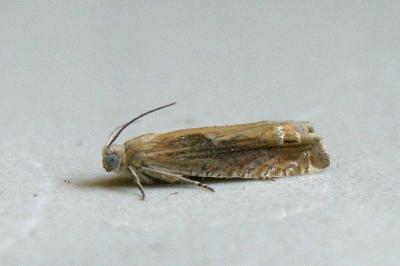<i>Eucosma obumbratana</i>
