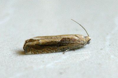<i>Eucosma obumbratana</i>