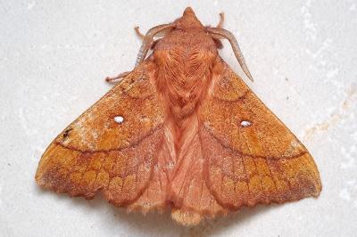 <i>Odonestis pruni</i>