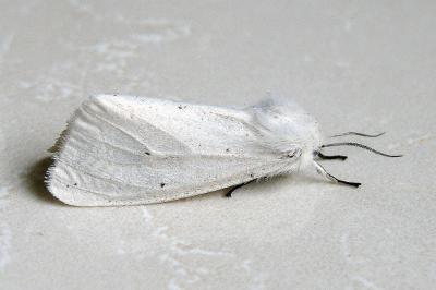 Spilosoma urticae
