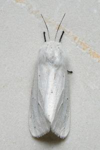 <i>Spilosoma urticae</i>
