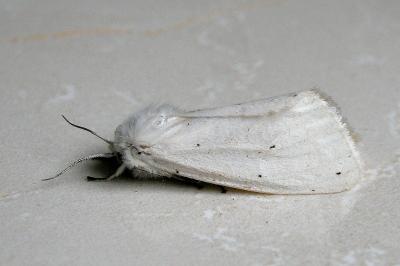 <i>Spilosoma urticae</i>