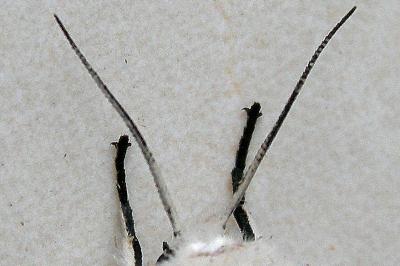 Spilosoma urticae