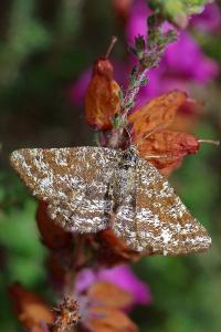 <i>Ematurga atomaria</i>