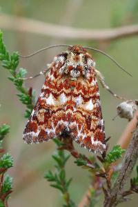 <i>Anarta myrtilli</i>