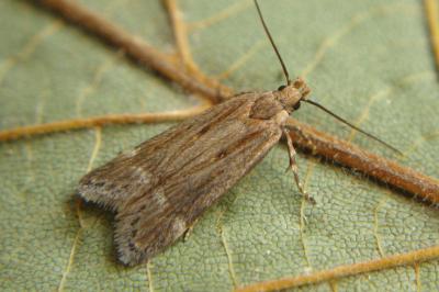 <i>Aroga velocella</i>