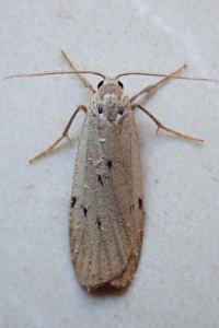 <i>Pelosia muscerda</i>