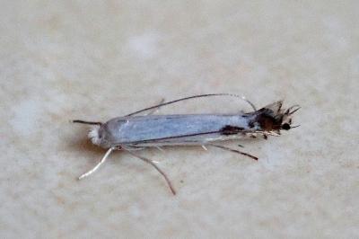Lyonetia clerkella