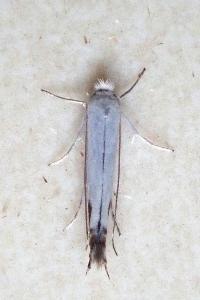<i>Lyonetia clerkella</i>