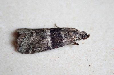 <i>Elegia atrifasciella</i>