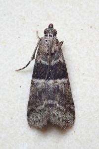 <i>Elegia atrifasciella</i>