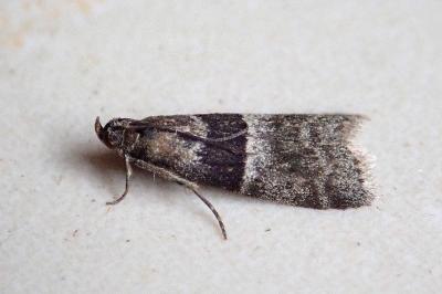 <i>Elegia atrifasciella</i>