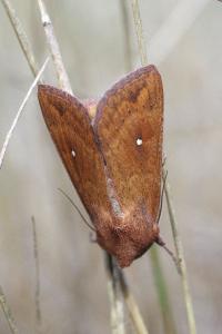 <i>Mythimna albipuncta</i>