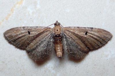 <i>Eupithecia absinthiata/assimilata/goossensiata</i>