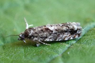 <i>Epinotia immundana</i>