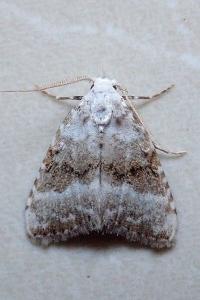 <i>Meganola albula</i>