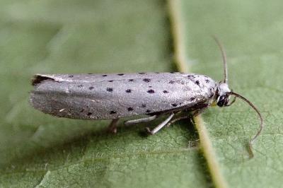 <i>Yponomeuta sedella</i>