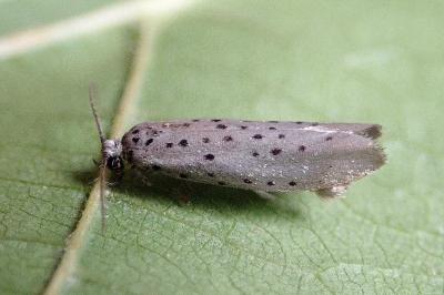 <i>Yponomeuta sedella</i>