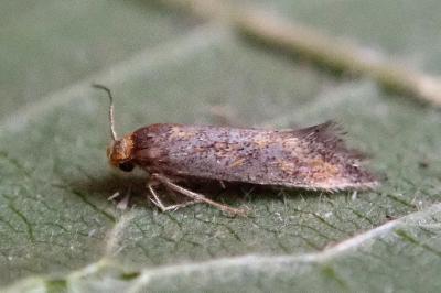 <i>Apodia bifractella</i>