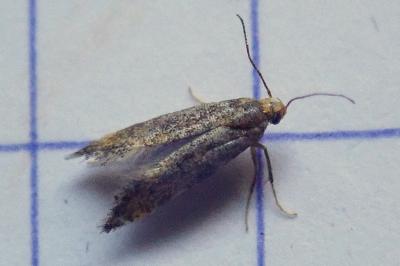 <i>Apodia bifractella</i>