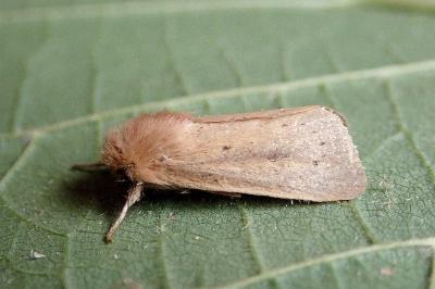 <i>Denticucullus pygmina</i>