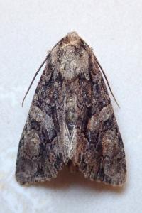 <i>Dryobotodes tenebrosa</i>