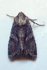 <i>Dryobotodes tenebrosa</i>