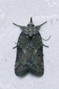 <i>Nycteola revayana</i>