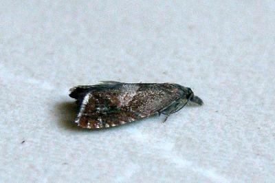 <i>Dichrorampha acuminatana</i>
