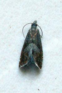 <i>Dichrorampha acuminatana</i>