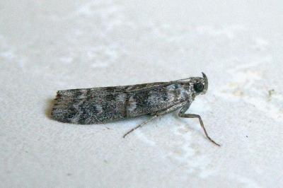 <i>Dioryctria simplicella</i>