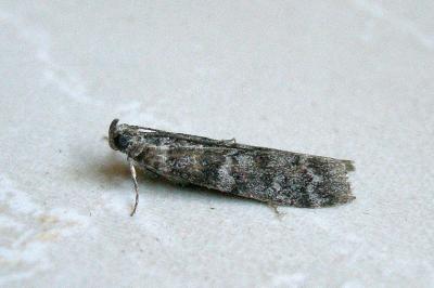 Dioryctria simplicella