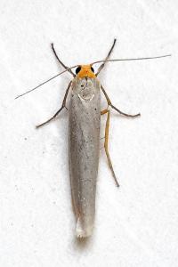 <i>Eilema caniola</i>