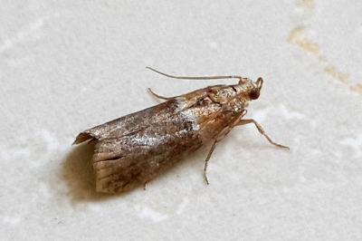 <i>Acrobasis repandana</i>
