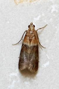 <i>Acrobasis repandana</i>