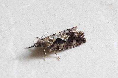 <i>Zeiraphera isertana</i>