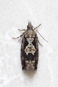 <i>Zeiraphera isertana</i>