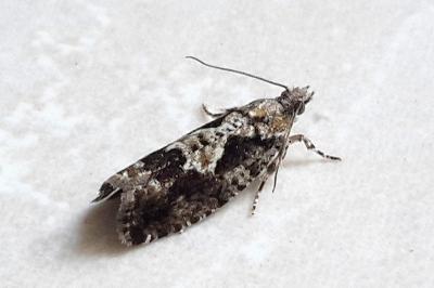 <i>Zeiraphera isertana</i>