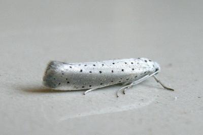 <i>Yponomeuta rorrella</i>