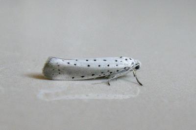 <i>Yponomeuta rorrella</i>