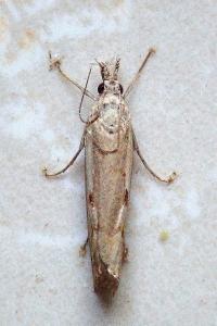 <i>Agriphila geniculea</i>