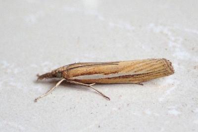 <i>Agriphila tristella</i>