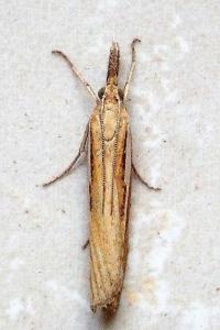 <i>Agriphila tristella</i>